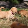 Dark Red KC Registered Working Golden Retrievers
