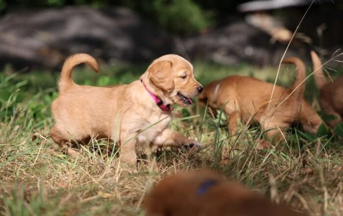 Dark Red KC Registered Working Golden Retrievers