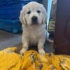 Kc golden retriever pups health tested parents
