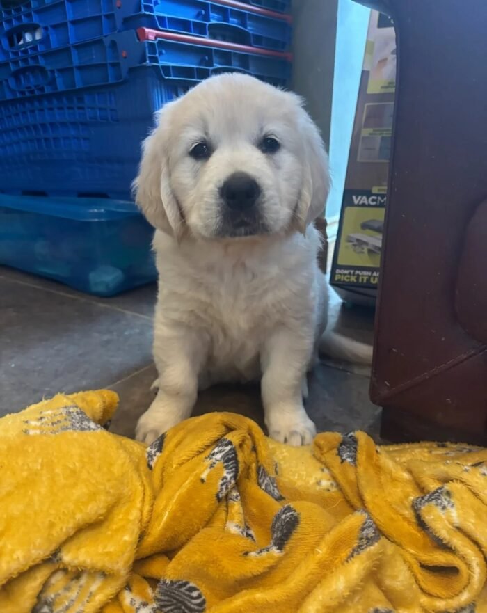 Kc golden retriever pups health tested parents