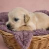KC registered Golden retriever puppies