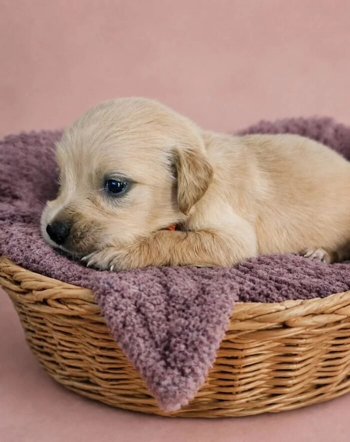 KC registered Golden retriever puppies