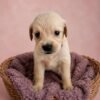 KC registered Golden retriever puppies