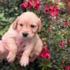 Golden retriever gorgeous dark puppies