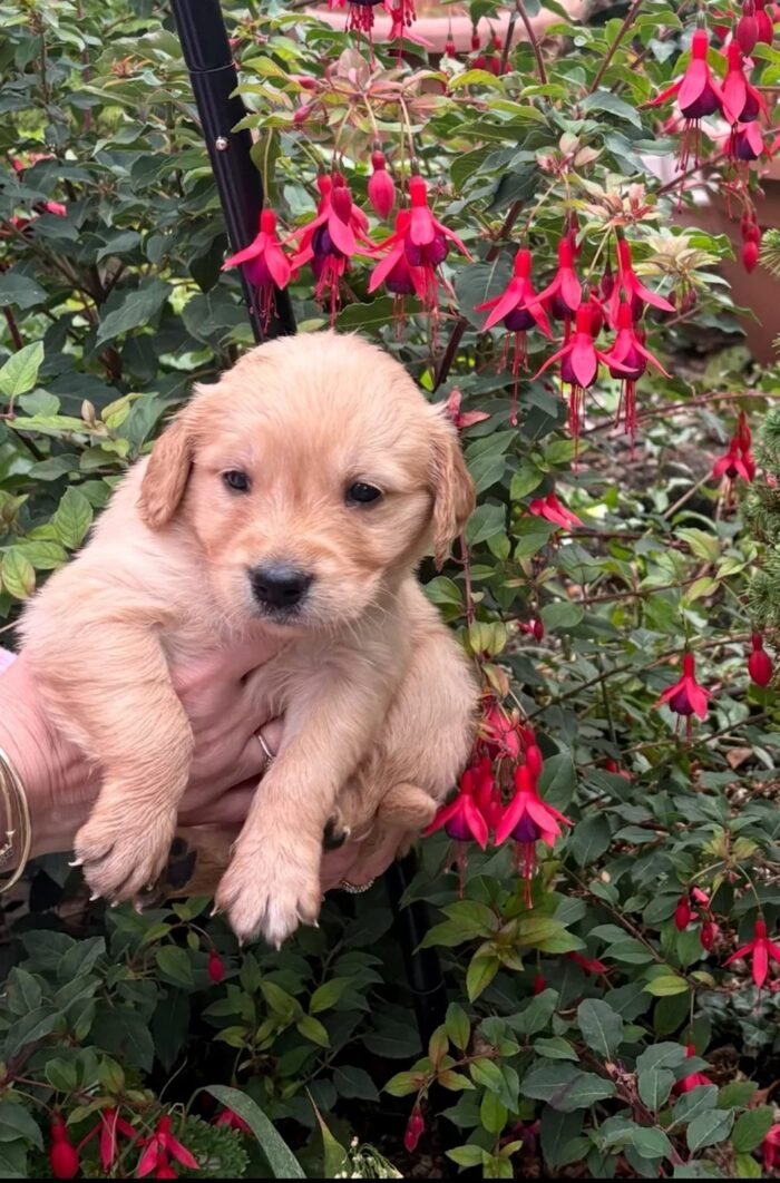 Golden retriever gorgeous dark puppies