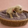 KC registered Golden retriever puppies