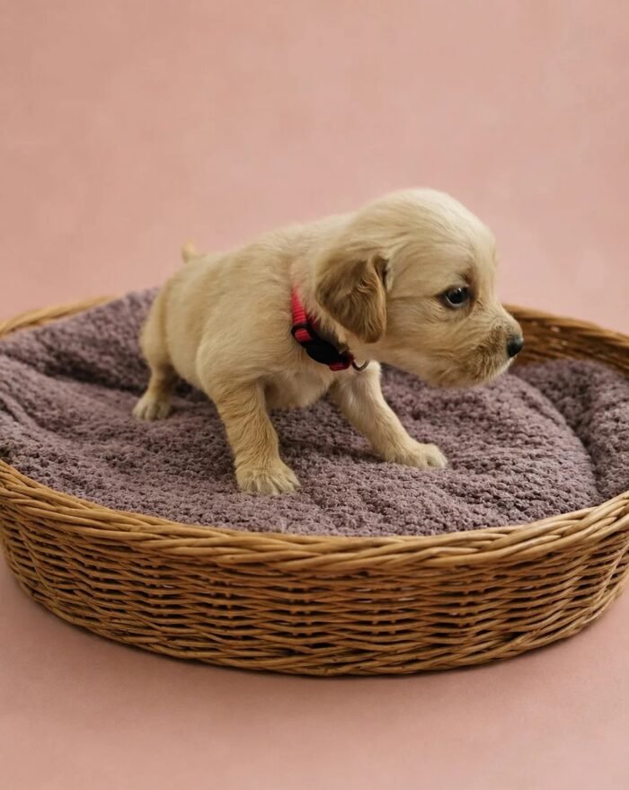 KC registered Golden retriever puppies