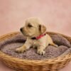 KC registered Golden retriever puppies