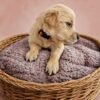 KC registered Golden retriever puppies