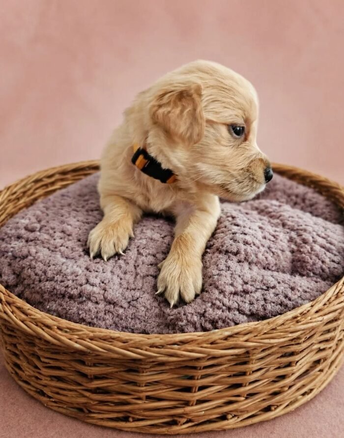 KC registered Golden retriever puppies