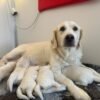 Female Cream Golden Retriever Puppies
