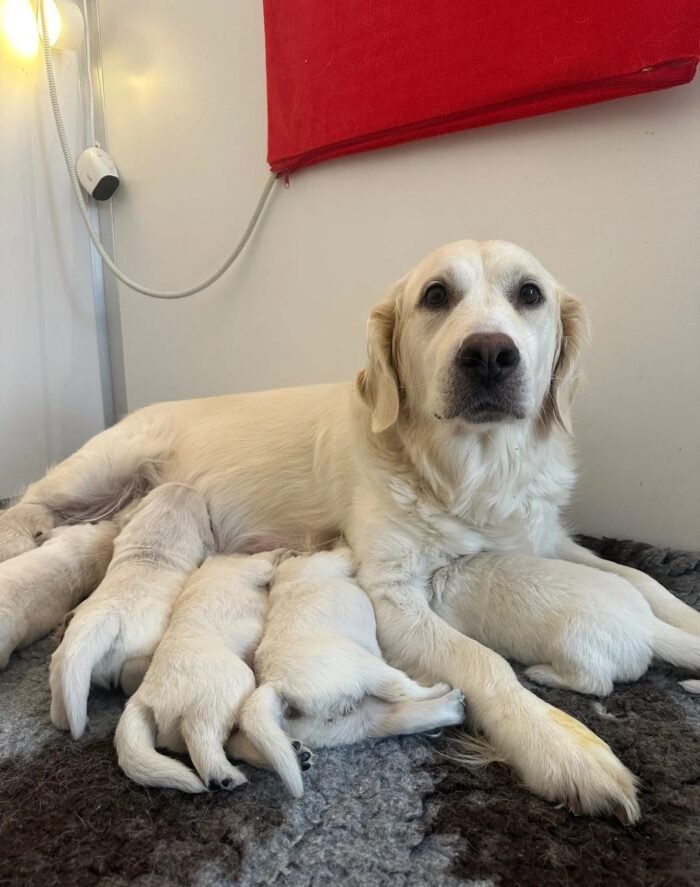 Female Cream Golden Retriever Puppies