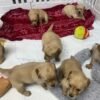 Golden retriever gorgeous dark puppies