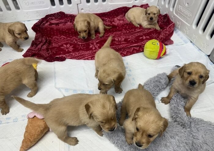 Golden retriever gorgeous dark puppies