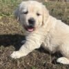 Kc golden retriever pups health tested parents