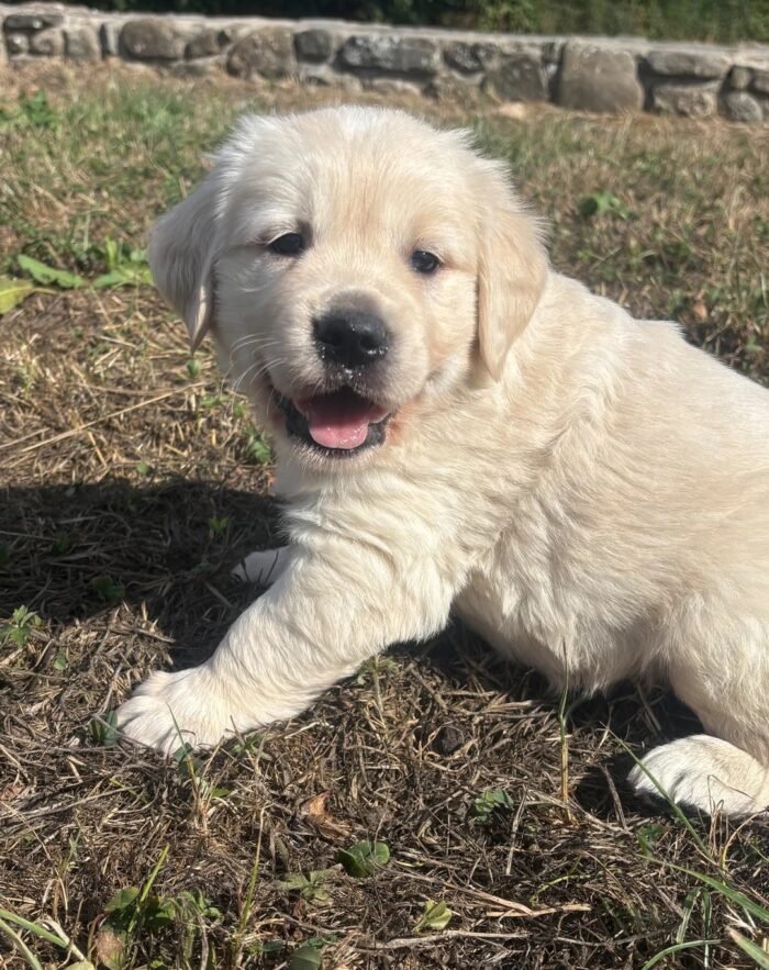 Kc golden retriever pups health tested parents