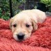 Golden retriever gorgeous dark puppies