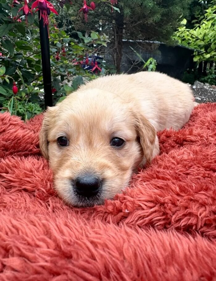 Golden retriever gorgeous dark puppies