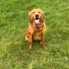 KC registered Golden retriever puppies