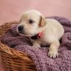 KC registered Golden retriever puppies