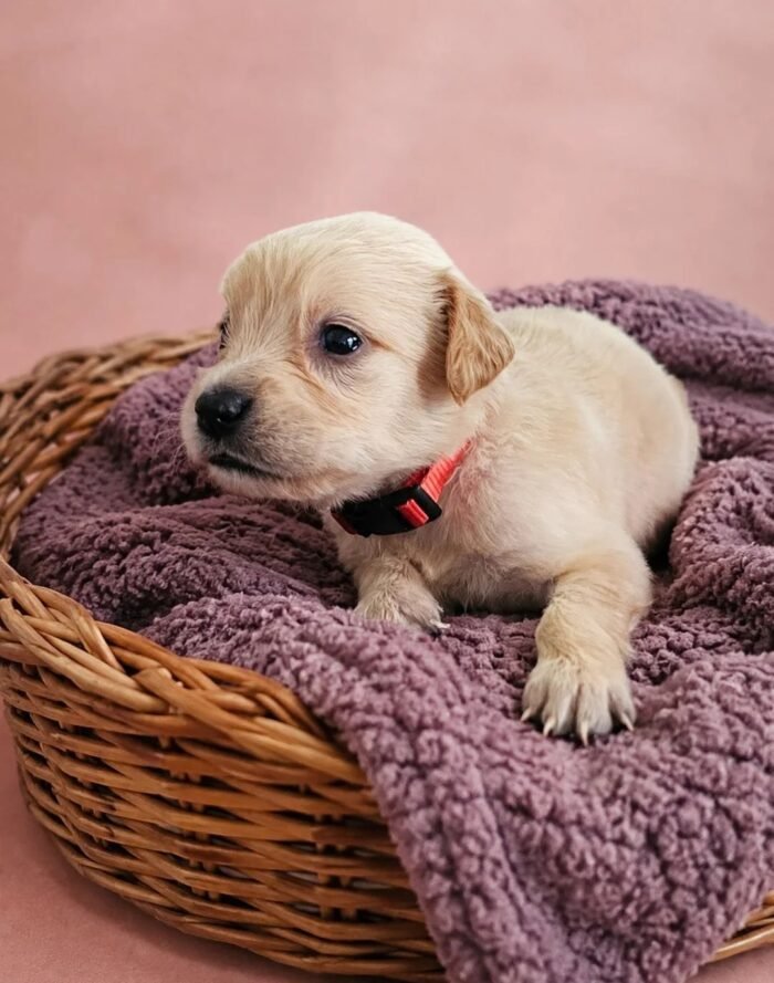 KC registered Golden retriever puppies