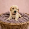KC registered Golden retriever puppies