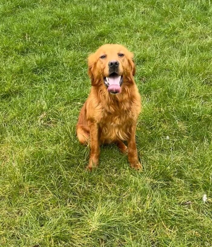 KC registered Golden retriever puppies