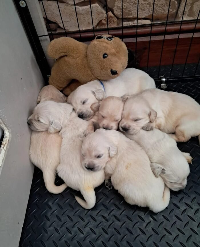 Stunning Golden Retriever Puppies