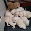 origilImage (2) Golden Retriever Puppies – 6 Boys & 1 Girl