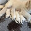 Female Cream Golden Retriever Puppies