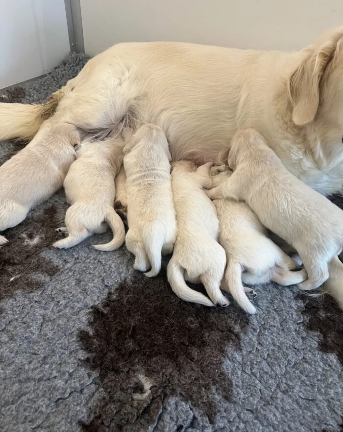 Female Cream Golden Retriever Puppies