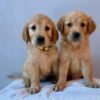 originImage (4) Fox Red, KC, Extensively Health Tested Pups