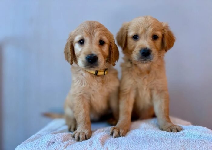 originImage (4) Fox Red, KC, Extensively Health Tested Pups