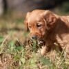 Dark Red KC Registered Working Golden Retrievers