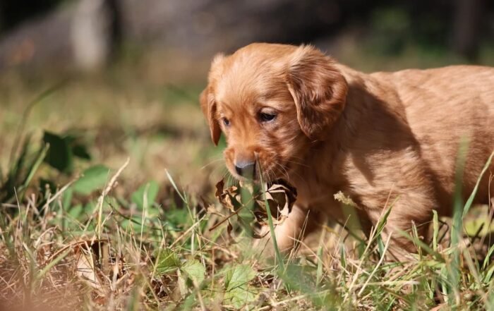 Dark Red KC Registered Working Golden Retrievers