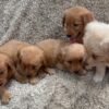 originaImage3) Golden Retriever Puppies