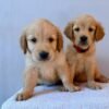originage (3) Fox Red, KC, Extensively Health Tested Pups