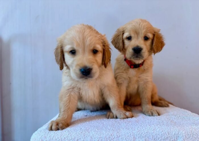 originage (3) Fox Red, KC, Extensively Health Tested Pups