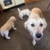 Kc golden retriever pups health tested parents