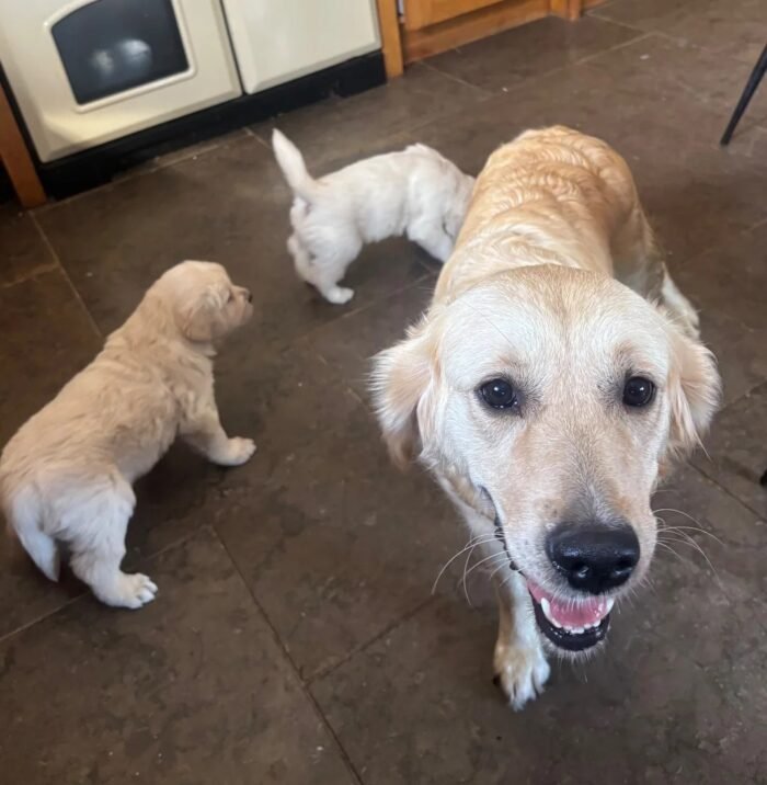 Kc golden retriever pups health tested parents