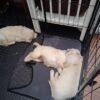 Stunning Golden Retriever Puppies