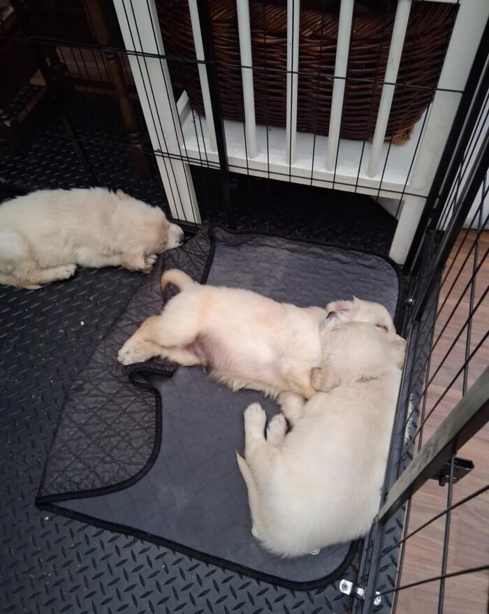 Stunning Golden Retriever Puppies