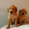 originalI(9) Fox Red, KC, Extensively Health Tested Pups