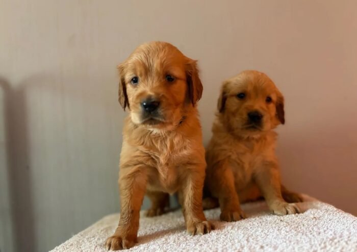 originalI(9) Fox Red, KC, Extensively Health Tested Pups