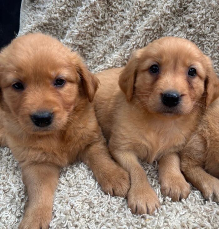originalIage) Golden Retriever Puppies