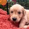 Golden retriever gorgeous dark puppies