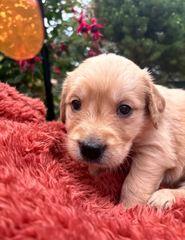 Golden retriever gorgeous dark puppies