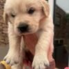 Stunning Golden Retriever Puppies