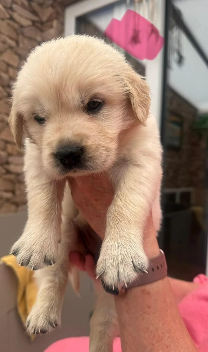 Stunning Golden Retriever Puppies