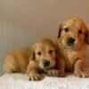 originalIm(7) Fox Red, KC, Extensively Health Tested Pups